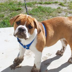 Meet your Posher, Darla